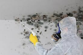 Mold Documentation for Insurance Claims in Dayton, NJ